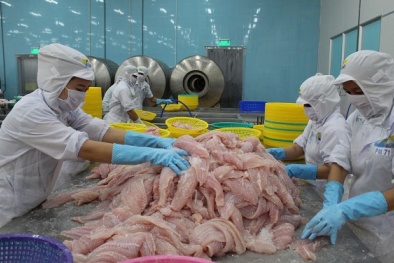 Xuất khẩu mực, bạch tuộc có dấu hiệu 'khởi sắc'