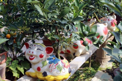 Đón Tết Đinh Hợi 2019: Heo vàng cõng quất bonsai lên ngôi?