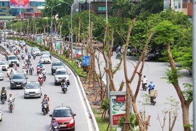 Trong 5 năm, TP. Hà Nội dự kiến trồng hơn 1,5 triệu cây xanh