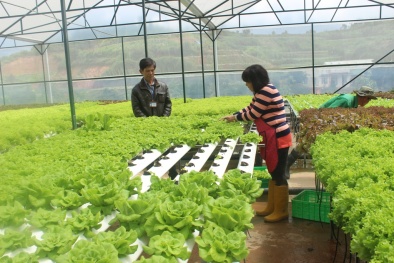 Lợi thế phát triển nông nghiệp thông minh, ứng dụng 4.0 giảm giá thành