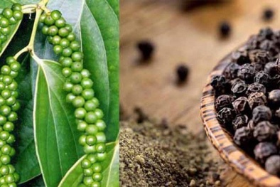 Việt Nam là thị trường cung cấp hạt tiêu lớn thứ 4 cho Nhật Bản