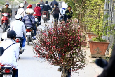 Người trồng đào Nhật Tân thấp thỏm lo đào nở sớm do thời tiết