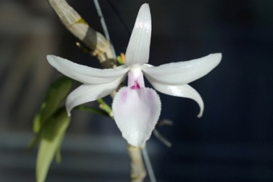 Cây hoa lan đại gia Bình Dương vừa mua hơn tỷ đồng chơi Tết có gì đặc biệt?