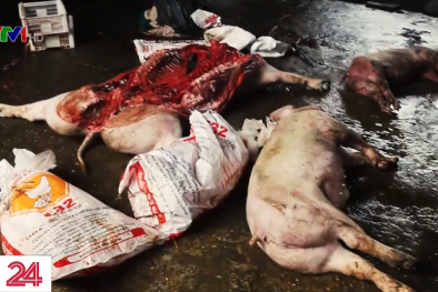 Kinh hoàng cơ sở giết mổ lợn bệnh, chết, bốc mùi xuất cho thương lái