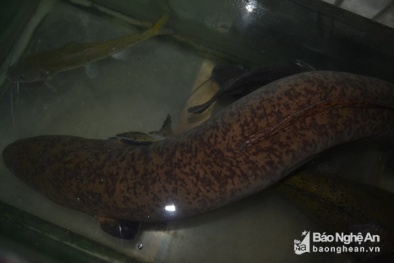 Nghệ An: Ngư dân bắt được cá chình ‘khủng’ 11kg dài 1,6m, bán ngay 10 triệu