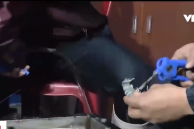 Tôm chết, chảy nhớt vẫn được bơm tạp chất giao cho các nhà hàng