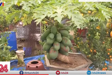Độc đáo đu đủ bonsai chơi tết