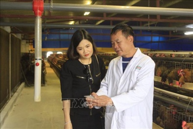 Lão nông nuôi gà bằng công nghệ mới, doanh thu hàng tháng hơn 8 tỷ đồng