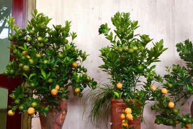 Ngắm những cây quất thế độc đáo phục vụ Tết Kỷ Hợi tại làng Tứ Liên