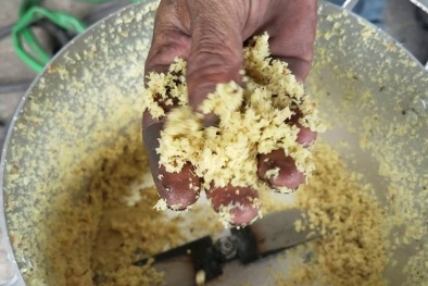 Hiểm họa từ riềng xay chứa độc tố