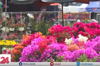Chọn hoa gì chưng trong dịp Tết vừa ý nghĩa vừa hợp túi tiền?