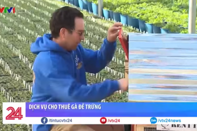Độc đáo dịch vụ cho thuê gà đẻ trứng tận nhà