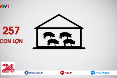 Dịch tả lợn Châu Phi xuất hiện tại Việt Nam