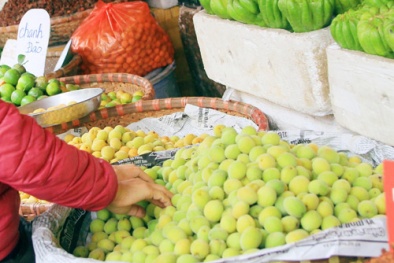 Gần 100.000 đồng/kg mơ xanh đầu mùa