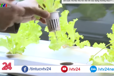 Nông nghiệp thuỷ canh hút nhà đầu tư ngoại