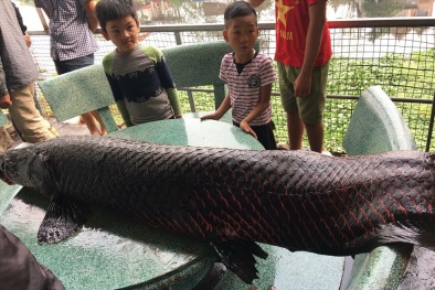 Thực hư thông tin bắt được cá hải tượng khổng lồ hơn 100kg trên sông Nhuệ