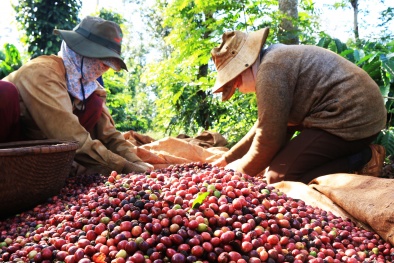 Cà phê 'made in Viet Nam' nâng chất để xuất khẩu