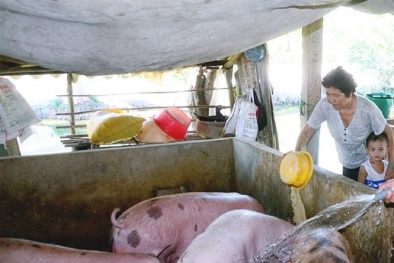 Chuyên gia ‘mách’ cách lựa chọn thịt lợn an toàn trước dịch tả lợn châu Phi