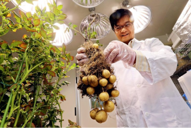 Nhật Bản cho phép lưu thông thực phẩm biến đổi gen ra thị trường