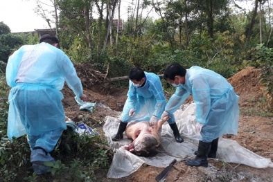 Hỗ trợ quốc tế giúp Việt Nam ứng phó dịch tả lợn châu Phi