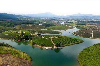 Cienco 4 thâu tóm đảo chè đẹp nhất Nghệ An: Sau 2 năm dự án 1.500 tỷ vẫn 'án binh bất động'?