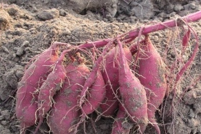 Thực hư chuyện bơm thuốc tăng trưởng kích thích khoai lang ở Gia Lai