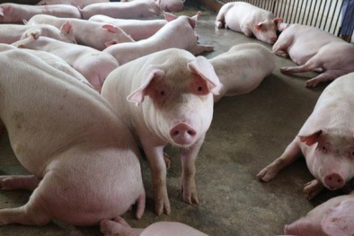 Ngân hàng Nhà nước hỗ trợ người chăn nuôi bị thiệt hại do ảnh hưởng của dịch tả lợn Châu Phi