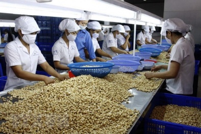  Hiệp hội Điều Việt Nam cảnh báo chất lượng điều thô nhập khẩu