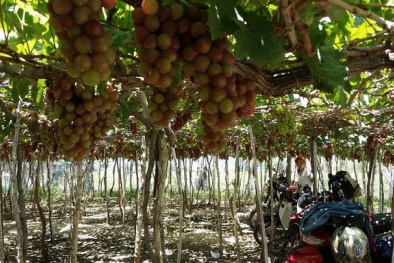 Ninh Thuận: du lịch dưới tán nho