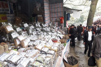 Ẩn họa từ dược liệu ‘3 không’ núp bóng bài thuốc gia truyền