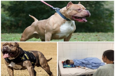 Cảnh báo những tai nạn thương tâm do chó Pitbull