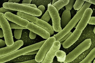 Nghiên cứu khoa học nổi bật: Vi khuẩn tạo ra dòng điện