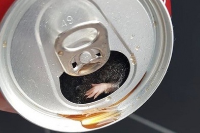 Uống gần hết lon Coca Cola, người đàn ông sợ hãi phát hiện chuột chết bên trong