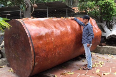 Kinh ngạc khúc gỗ nu Gõ đỏ siêu hiếm dài 3 mét, đại gia Hải Phòng trả giá gần 4 tỷ đồng