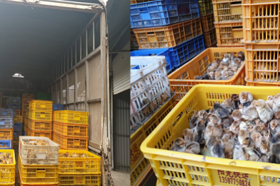 Xe ô tô chở 15.000 gà con giống nhập lậu về Việt Nam bị tóm gọn