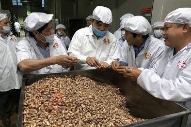 Các doanh nghiệp cần cẩn trọng khi nhập khẩu hạt điều về Việt Nam