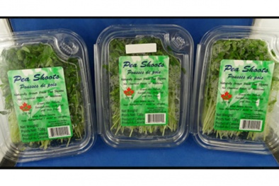 Canada thu hồi mầm đậu vì nhiễm khuẩn Listeria