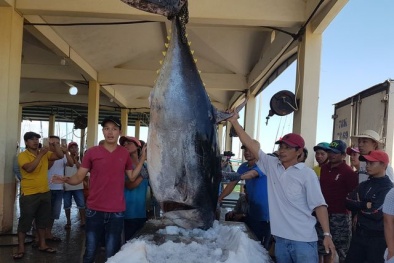Phú Yên: Ngư dân câu được cá ngừ đại dương nặng 'khủng' 367 kg lớn nhất Việt Nam