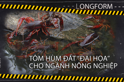 [LONGFORM] Tôm hùm đất nguy hại như thế nào?