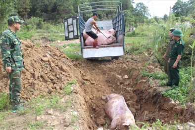 Tiêu hủy hơn 1 tấn sản phẩm từ heo nhiễm dịch tả lợn Châu Phi