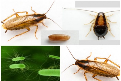 Gián Đức xuất hiện ở Hà Nội có thể lây bệnh nguy hiểm tại sao lại khó tiêu diệt?