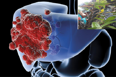 Phát hiện loại cây rừng có khả năng 'khắc chế' 4 loại ung thư