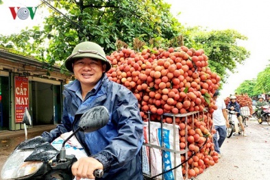 Vải thiều Lục Ngạn doanh thu ‘khủng’ 3,5 nghìn tỷ, đạt kỷ lục cao nhất 60 năm