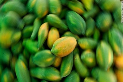 62 người bị bệnh do nhiễm khuẩn Salmonella liên quan đến đu đủ tươi 