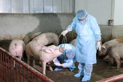 Việt Nam có đột phá mới trong điều chế vaccine chống dịch tả lợn châu Phi