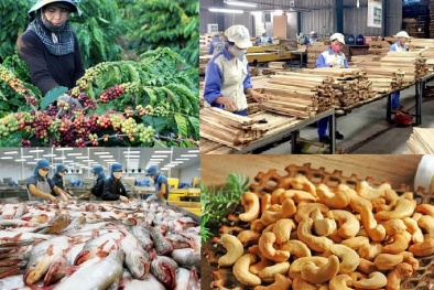 Nông sản Việt phải tuân thủ truy xuất nguồn gốc nghiêm ngặt khi vào thị trường EU