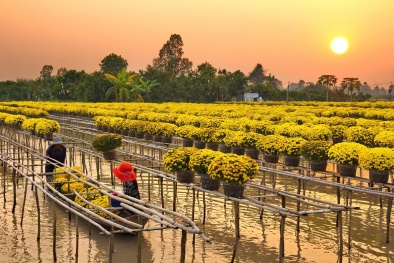 Đồng Tháp ở đâu trong bức tranh du lịch của miền Tây? 