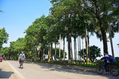 Hà Nội di chuyển 96 cây hoa sữa lên khu bãi rác Nam Sơn