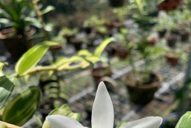 Thêm một giao dịch giò lan ‘rúng động’ thị trường: 5 tỷ trao tay, đại gia xuống tiền luôn