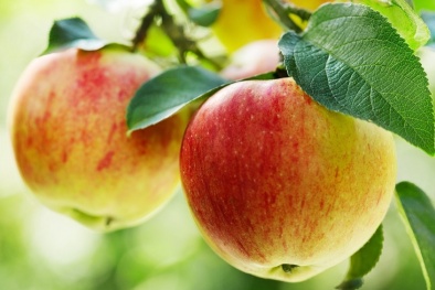 Chứa tới hơn 100 triệu vi khuẩn nhưng vì sao quả táo lại có lợi cho sức khỏe?